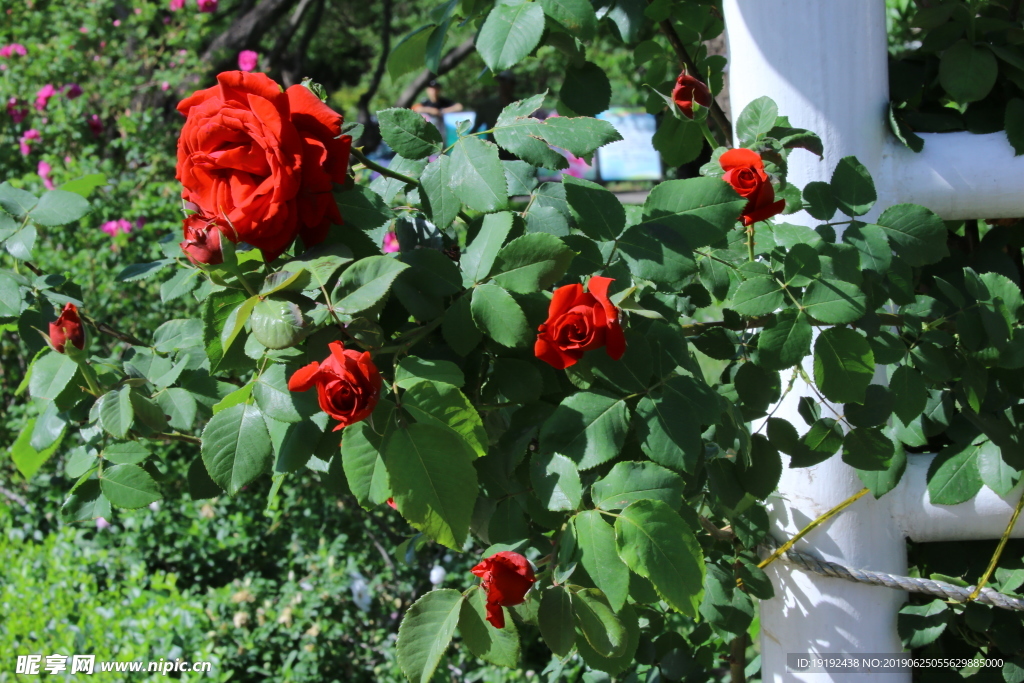 月季花