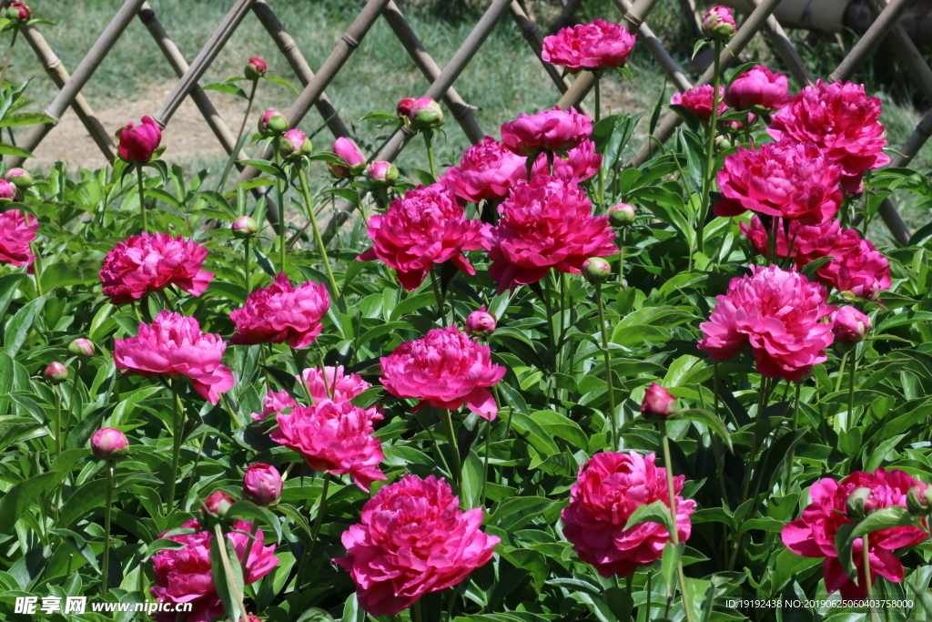 芍药花