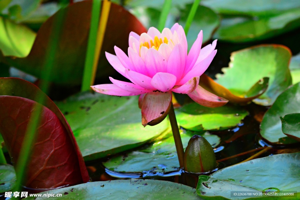 风景图片唯美图片桌面壁纸,莲花