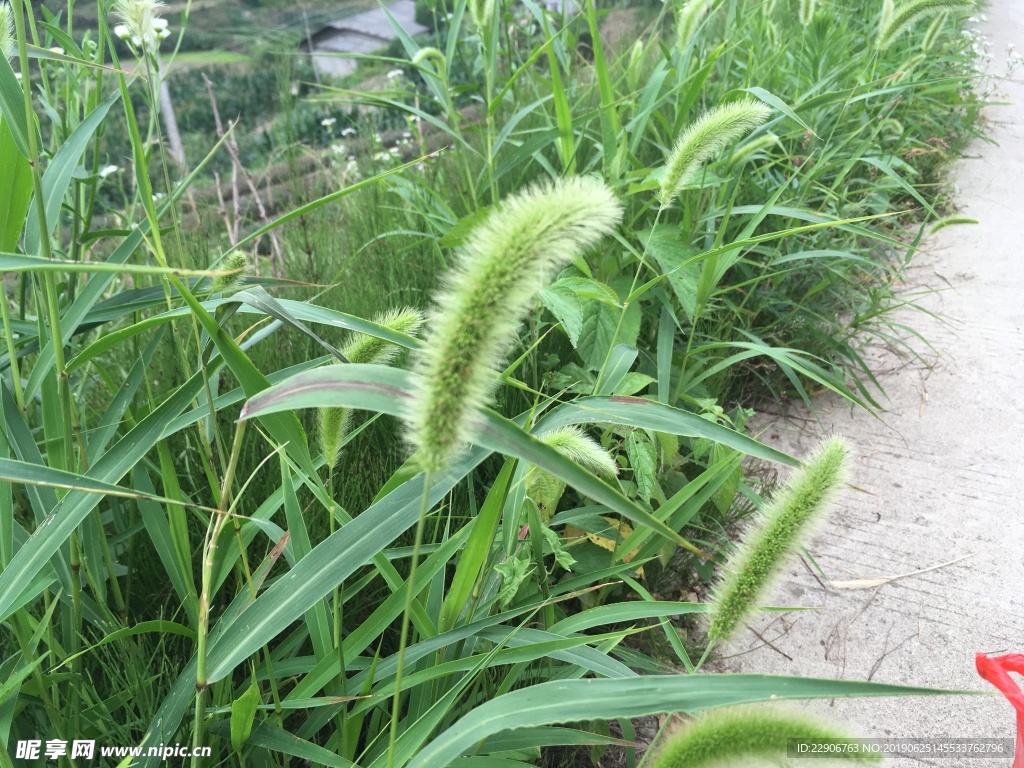 狗尾巴草