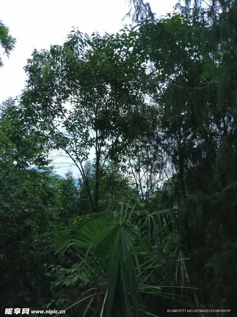 树