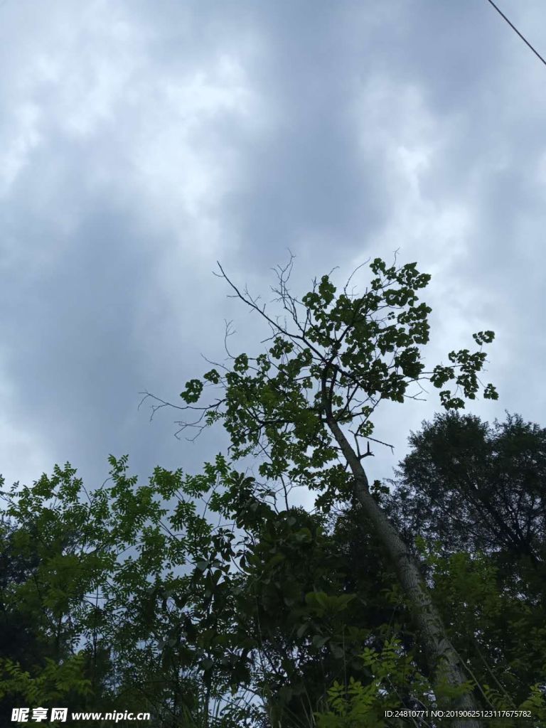 树