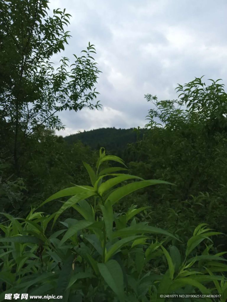 绿植