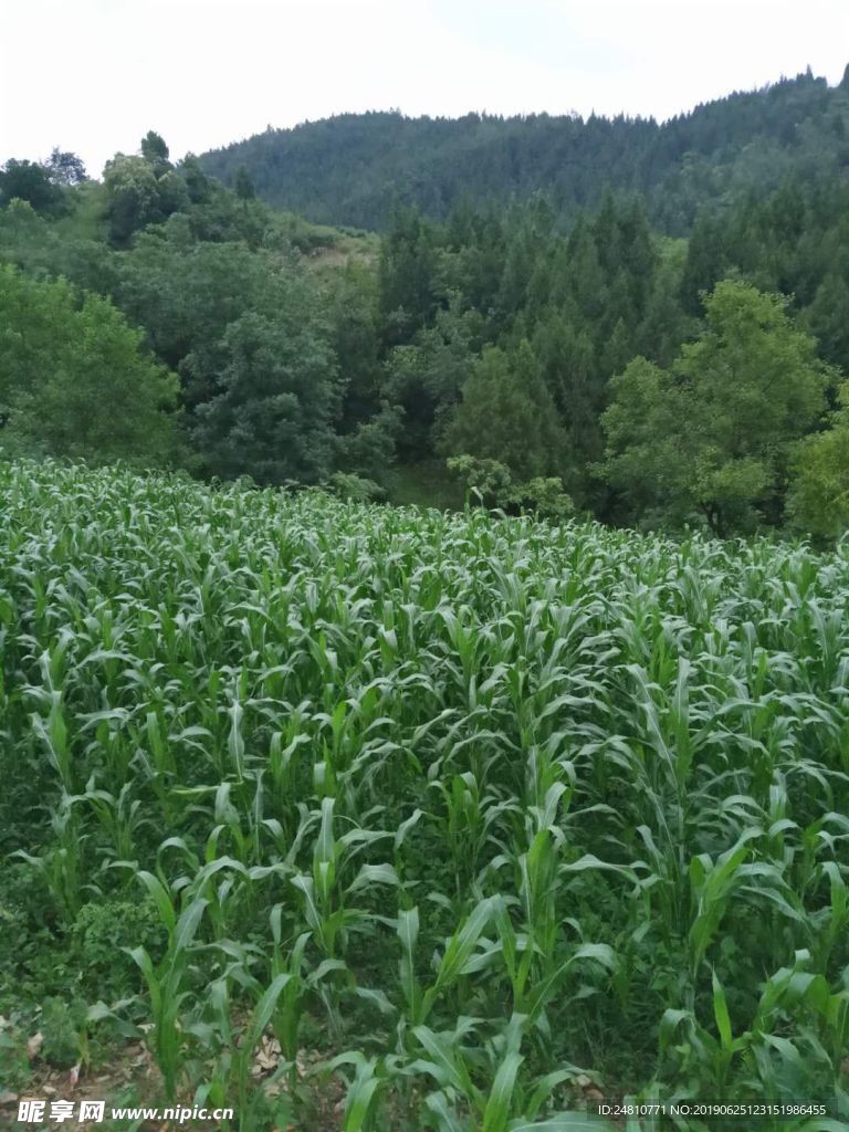 玉米