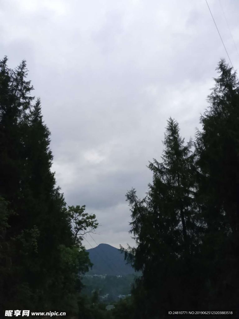 树