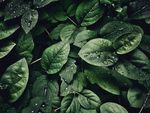 植物素材绿叶