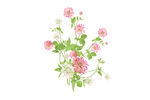 花束植物