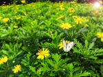 蝴蝶蜜蜂景