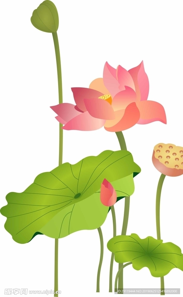 荷花素材