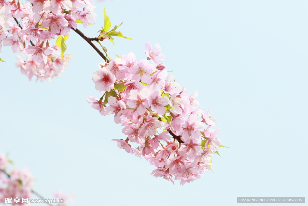 花卉 樱花