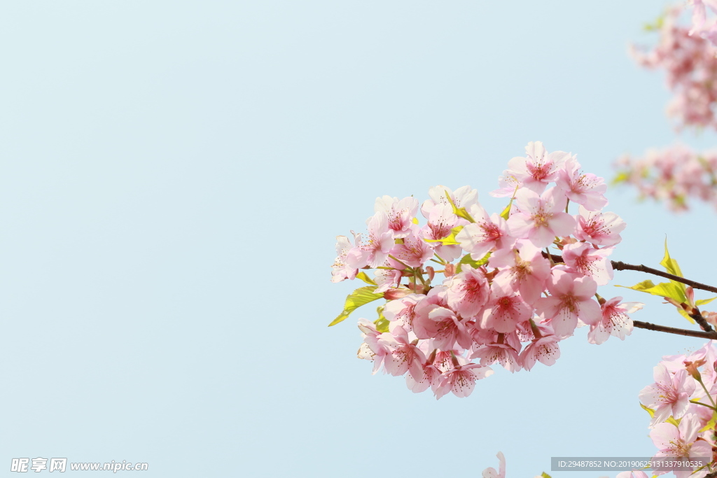 花卉 樱花 实景图 春天 素材
