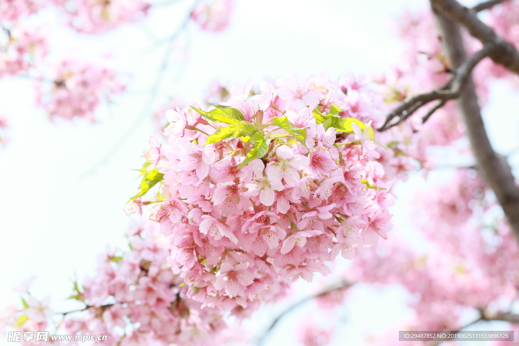 花卉 樱花 实景图 春天 素材