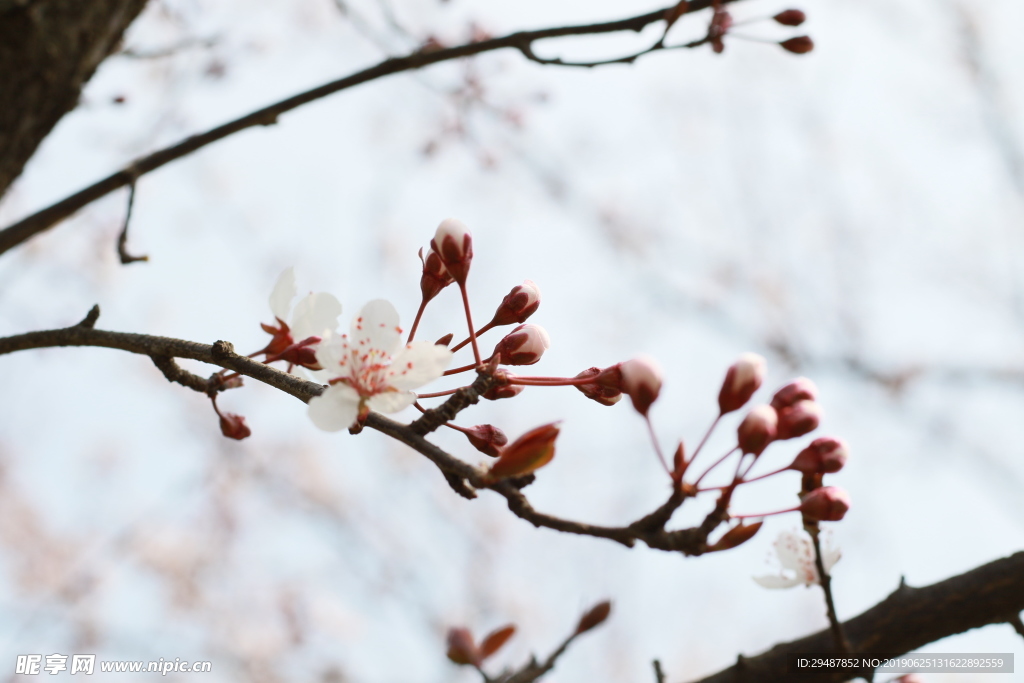花卉 樱花 实景图 春天 素材