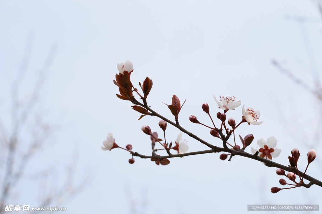 花卉 樱花