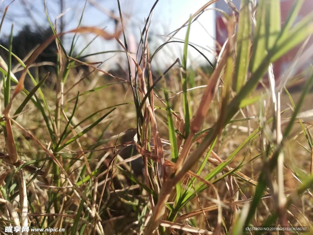 草地