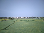 南京高淳油菜花