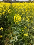 南京高淳油菜花