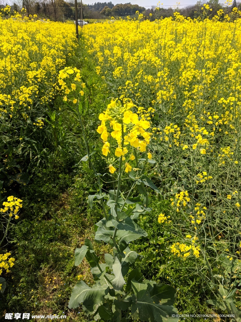 南京高淳油菜花