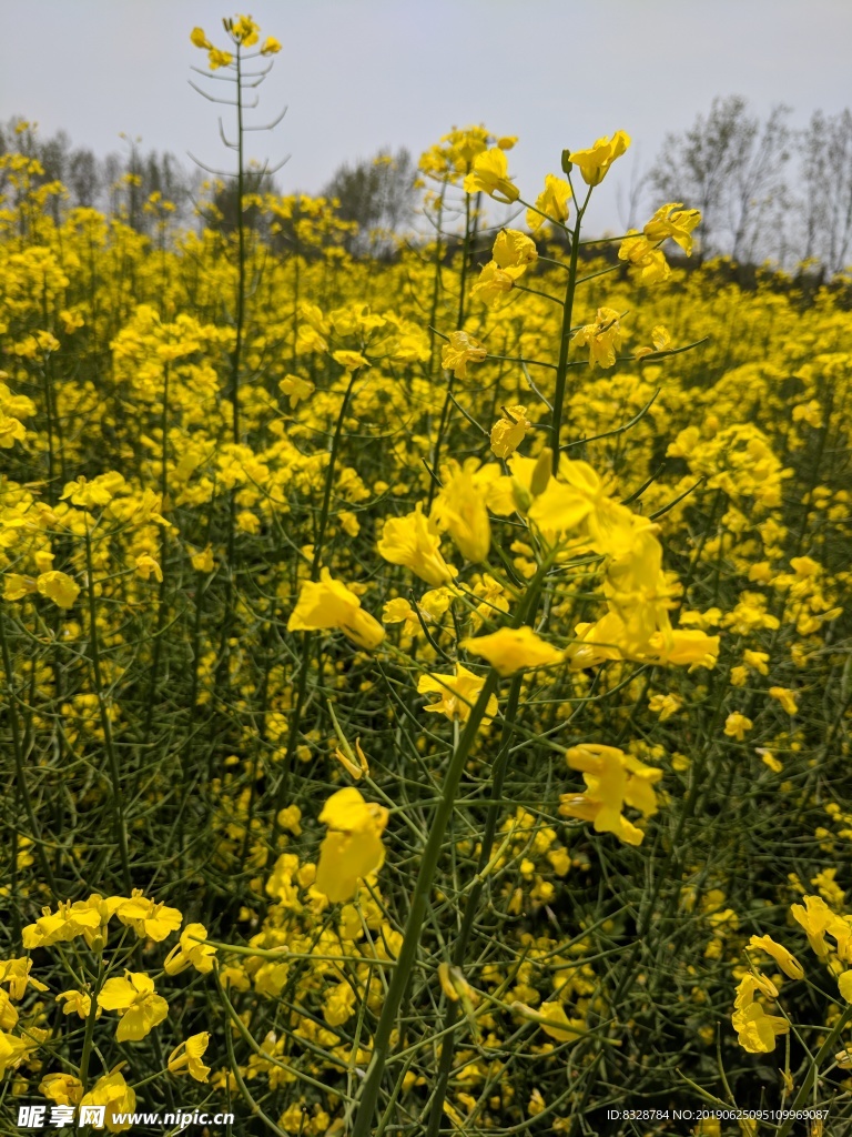 南京高淳油菜花