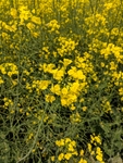 南京高淳油菜花