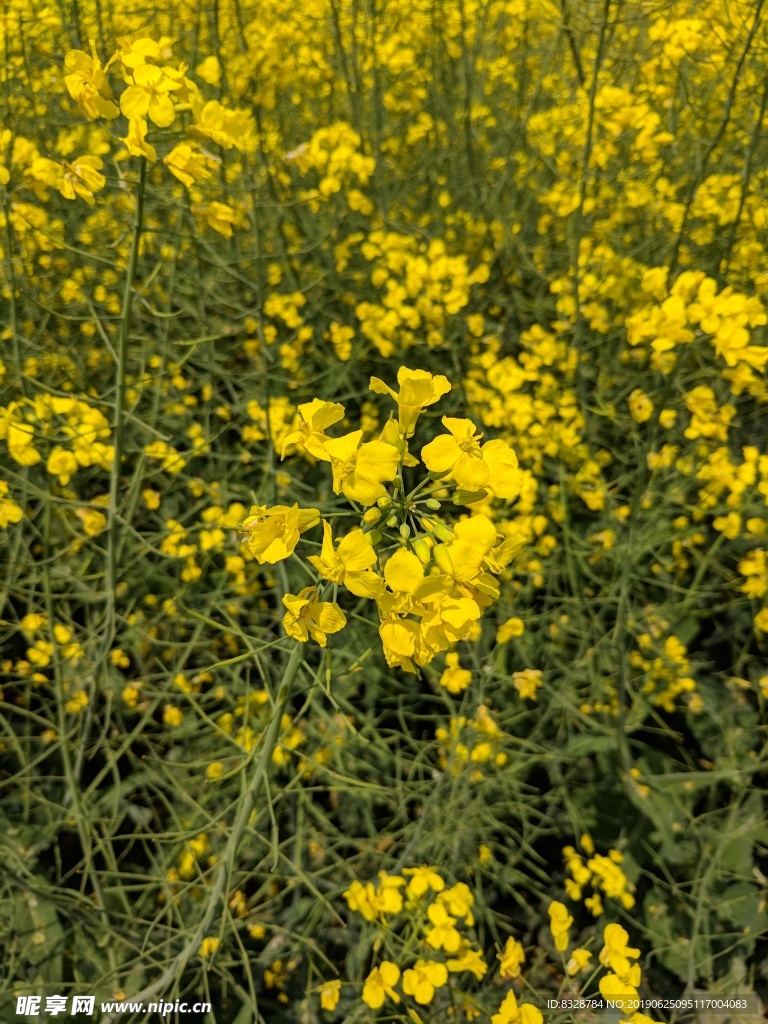 南京高淳油菜花