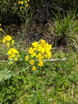 南京高淳油菜花