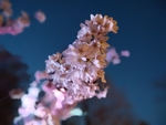 南京樱花