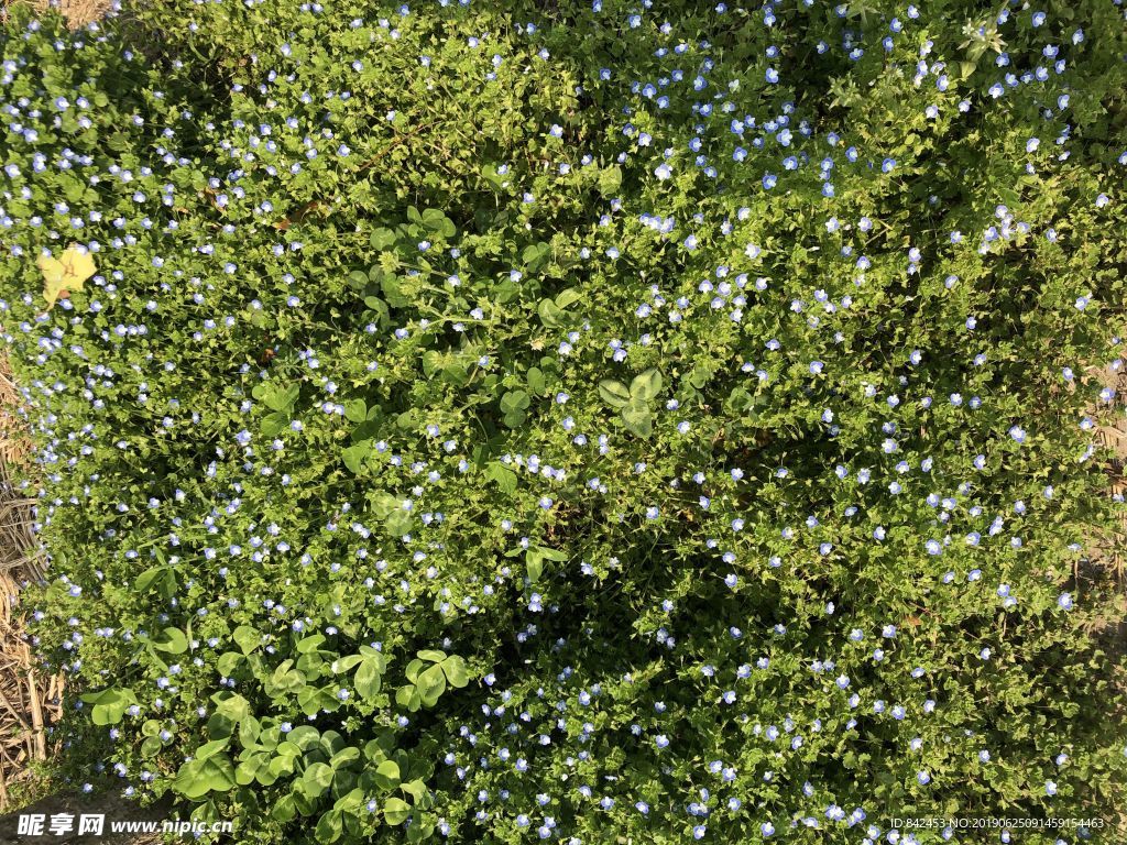 小野花路边小花