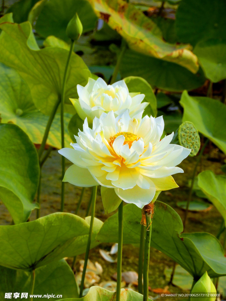 荷花