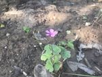 红花醡浆草