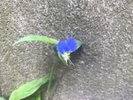 鸭鹊草