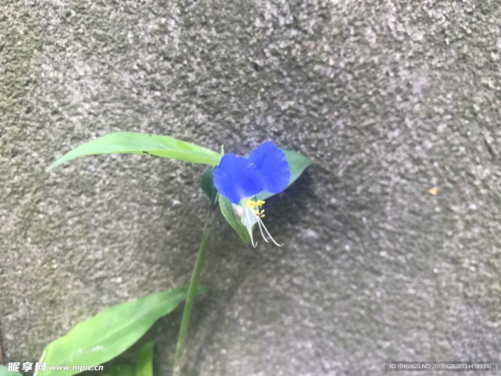 鸭鹊草