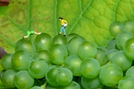 葡萄