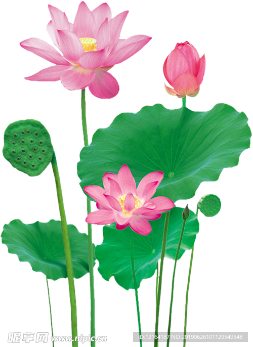 荷花