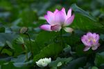 莲花