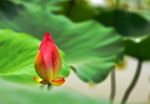 莲花