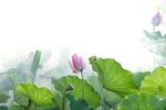 莲花