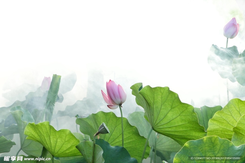 莲花