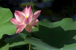 莲花