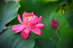 莲花