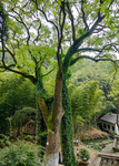 湖南 长沙 岳麓山