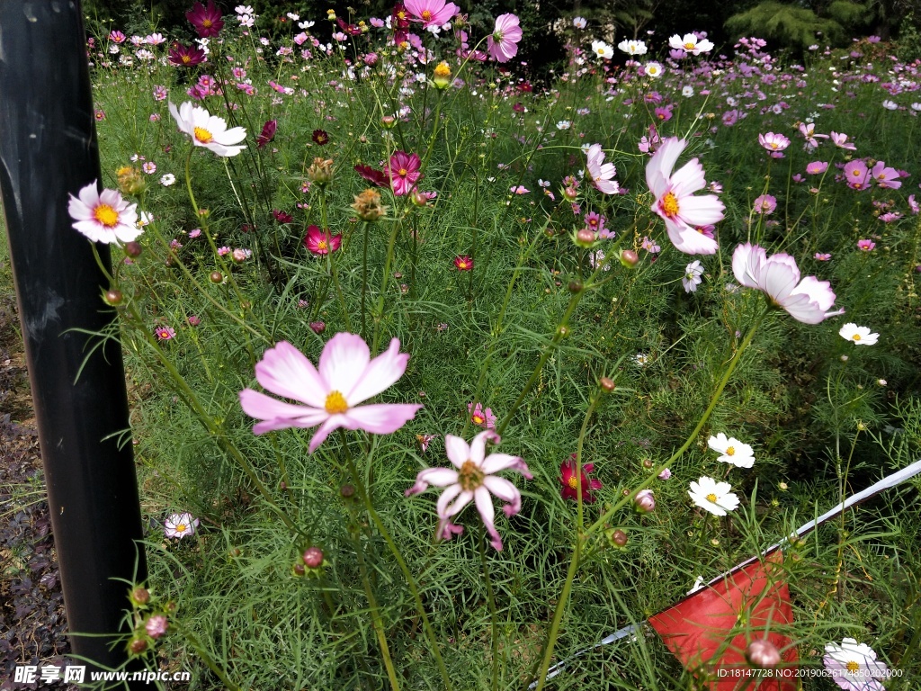 花  草地   花草  元素