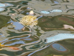 池中乌龟