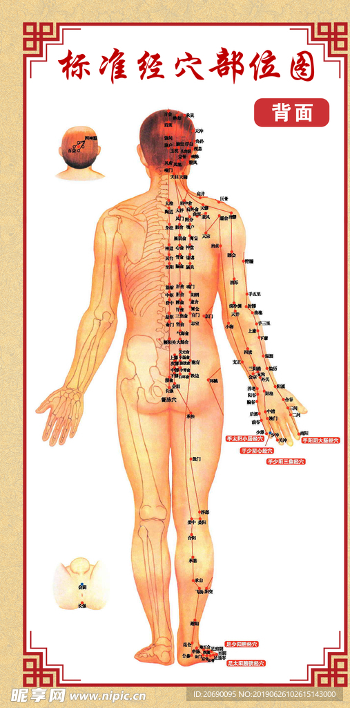 标准经穴部位图