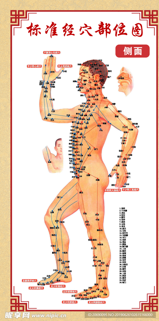 标准经穴部位侧面图