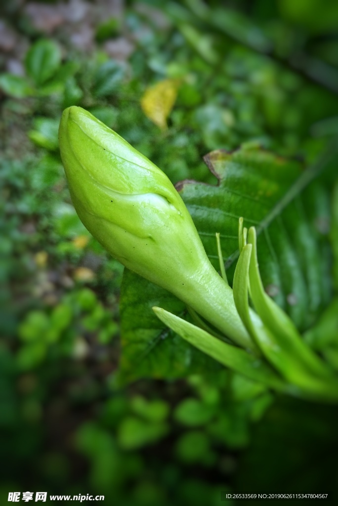 植物 栀子花 白花 花朵 栀子