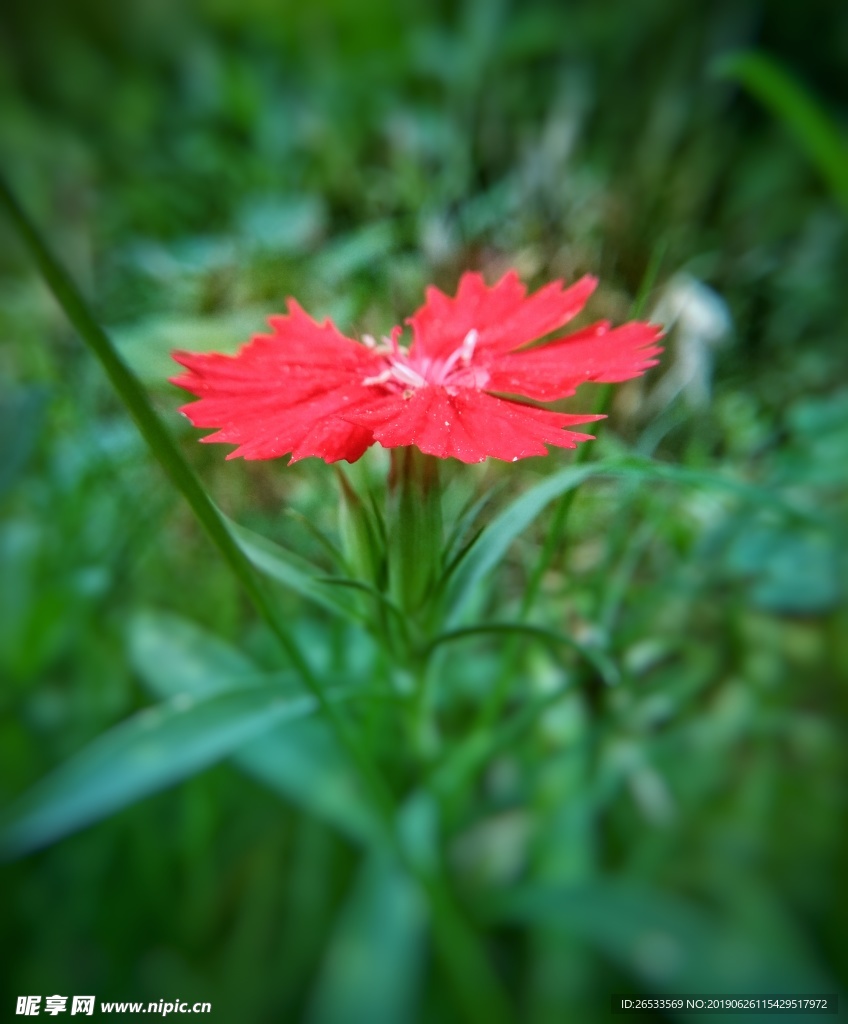 红色石竹花 花草 鲜花 野花