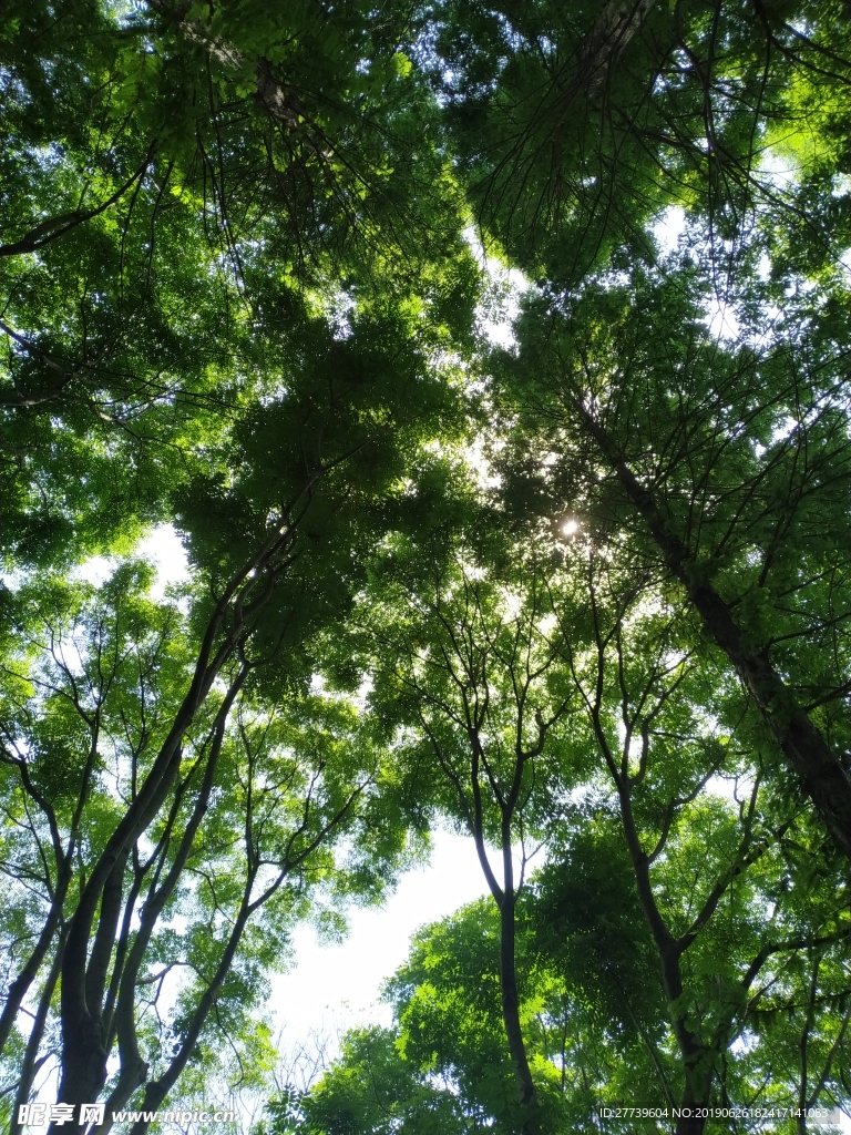 大树