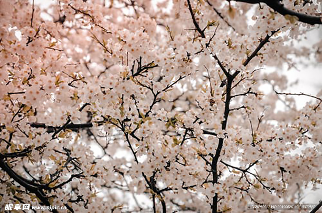 鲜花