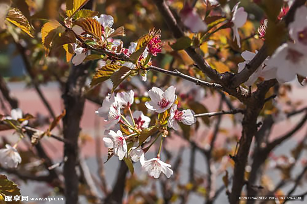 花